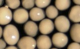 Ocean Nutrition Fish Eggs