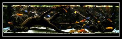[Thumb - Aquarium_mai2010_06.JPG]