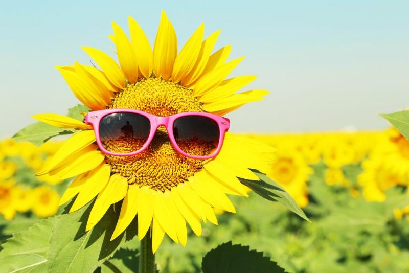 [Thumb - Sunflower-with-sunglasses.jpg]