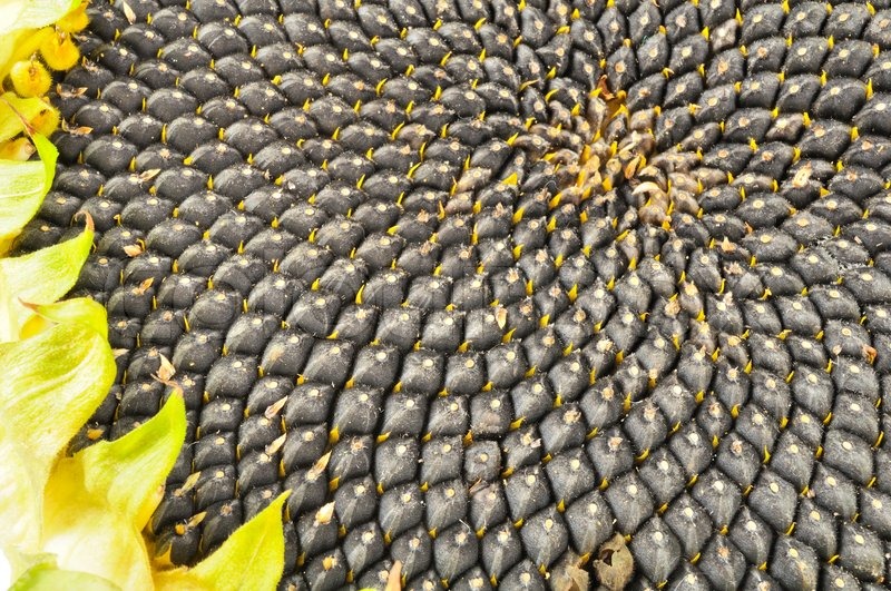 [Thumb - 3369971-sunflower-with-black-seeds-close-up.jpg]