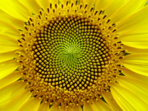 [Thumb - 300px-Sunflower_fibonacci_sequence.jpg]