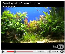 Alex.B Artemia Brine shrimp feeding - Ocean Nutrition
