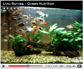 Hranire platy cu Ocean Nutrition