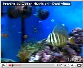Hranire cu Ocean Nutrition (Mysis)