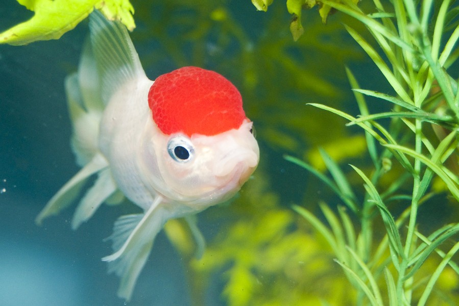 White and Orange Oscar Fish (Astronotus ocellatus) in Aquarium
