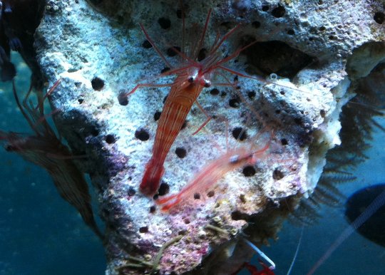 Lysmata wurdemani